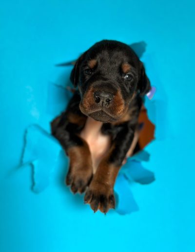 Doberman-puppy-with-blue-background