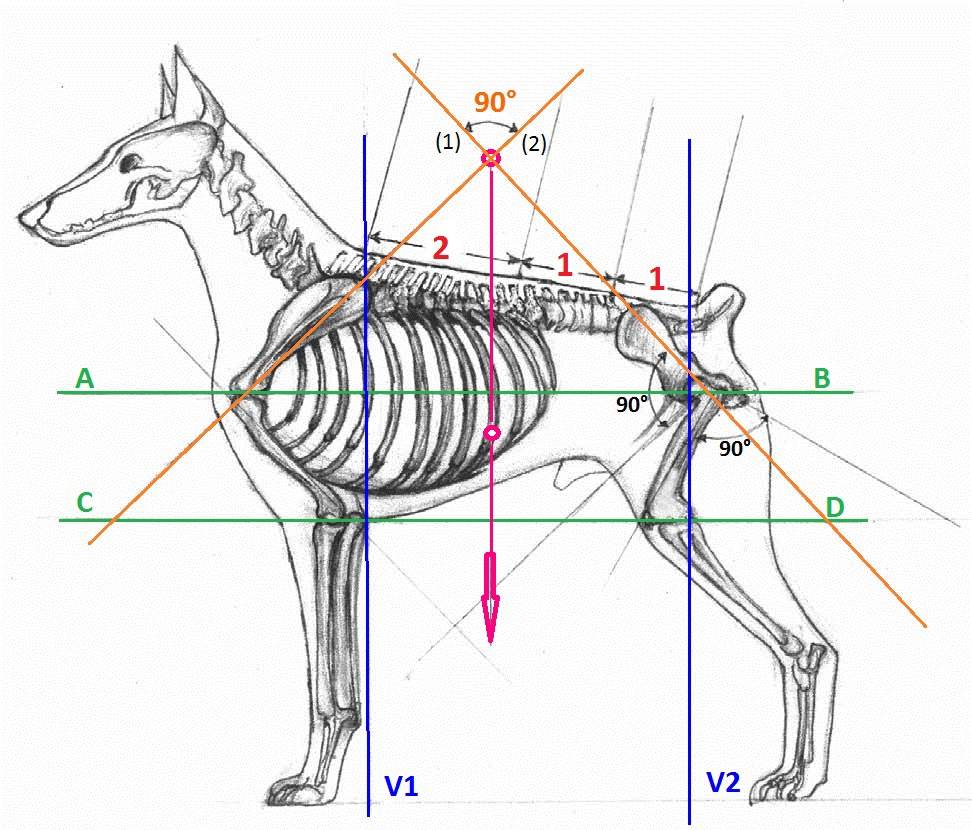 European Doberman dog anatomy drawing